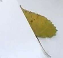 leaf-covered