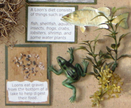 Foods Eaten By Common Loons