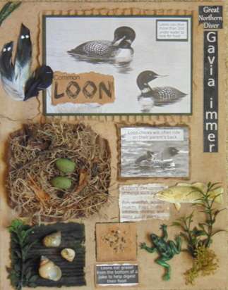 Common Loon Assemblage Art
